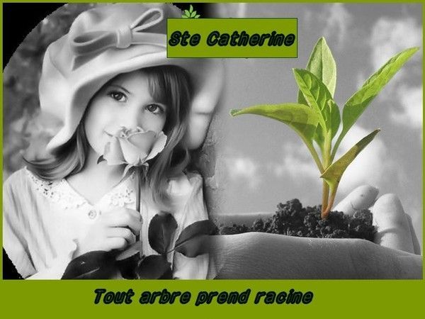 à la sainte-Catherine, tout bois prend racine
